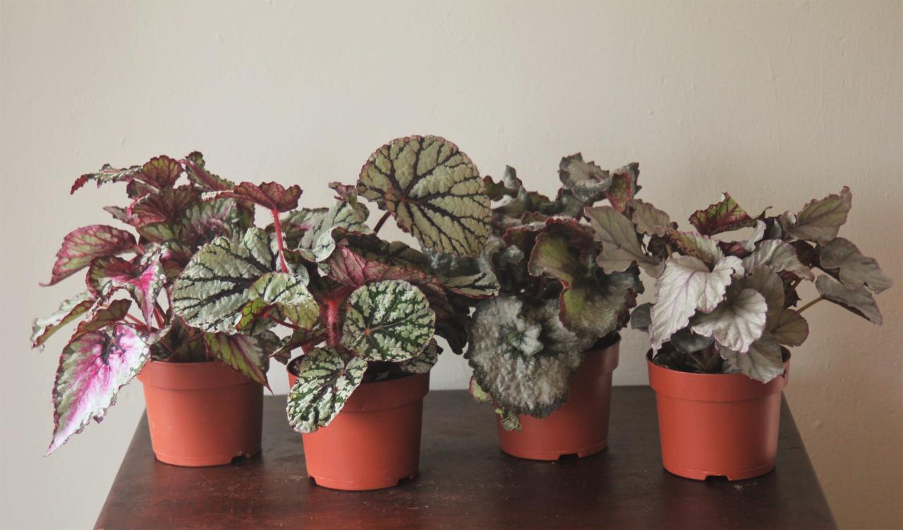 Achieve Gorgeous Begonias: How To Propagate with Confidence