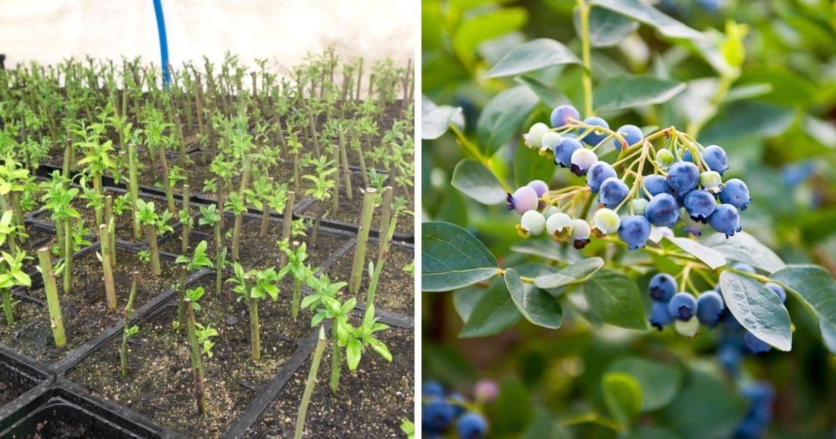 How to Successfully Use Propagation to Create a Blueberry Bush Wonderland