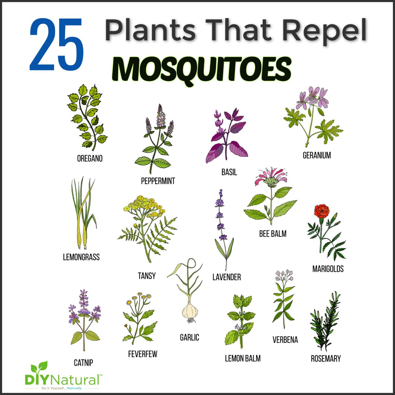 Grow Citronella: Your Guide to Mosquito-Free Living