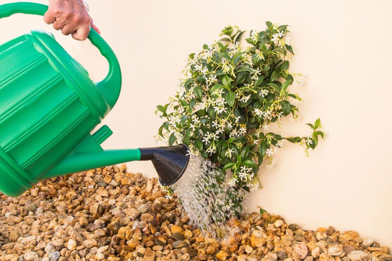 Transform Your Outdoor Space with Effective Star Jasmine Propagation!