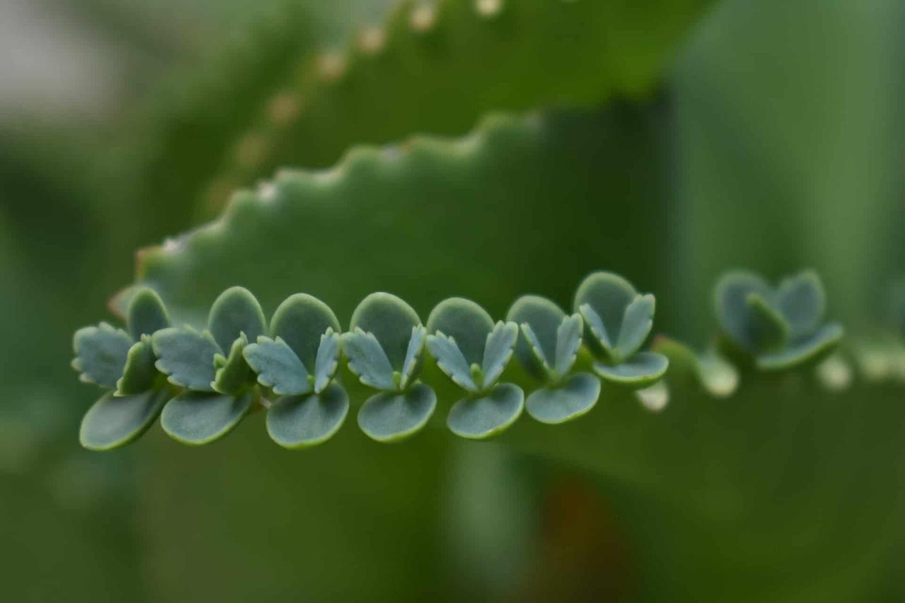 Top Tips for Successfully Propagating Mother of Thousands at Home