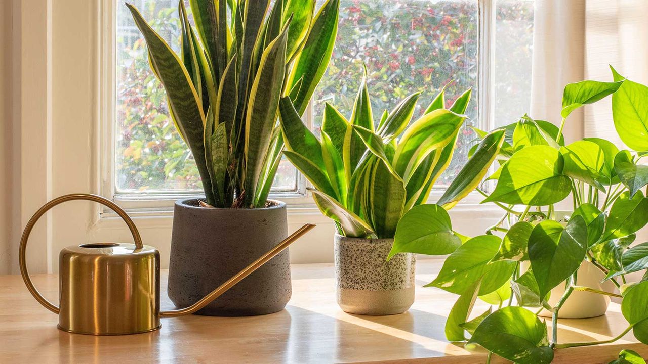 How Often to Water Snake Plants in Dry Climates