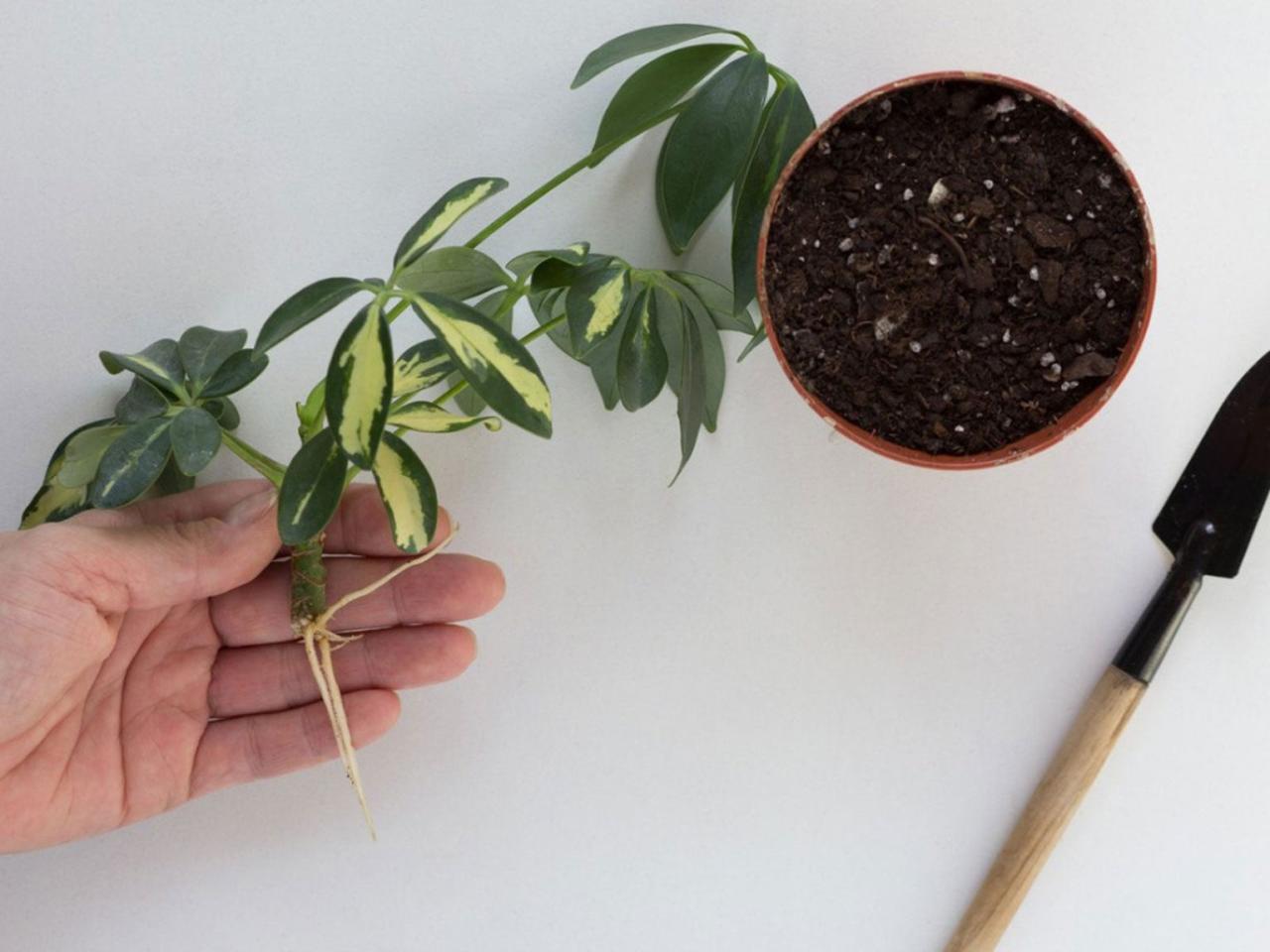 How to Grow a Bountiful Schefflera Garden from Simple Propagation Methods