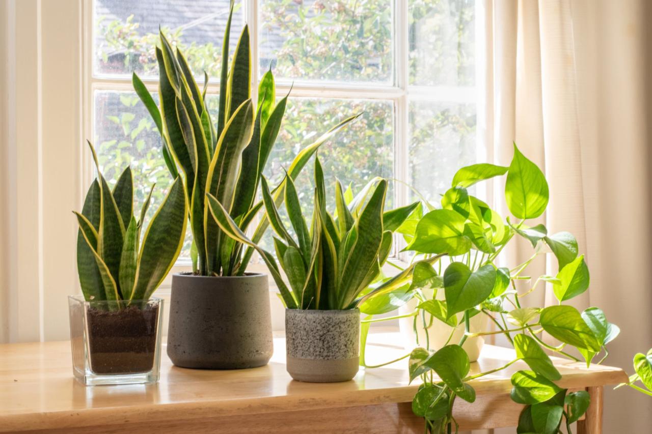 How to Avoid Overwatering Your Snake Plant