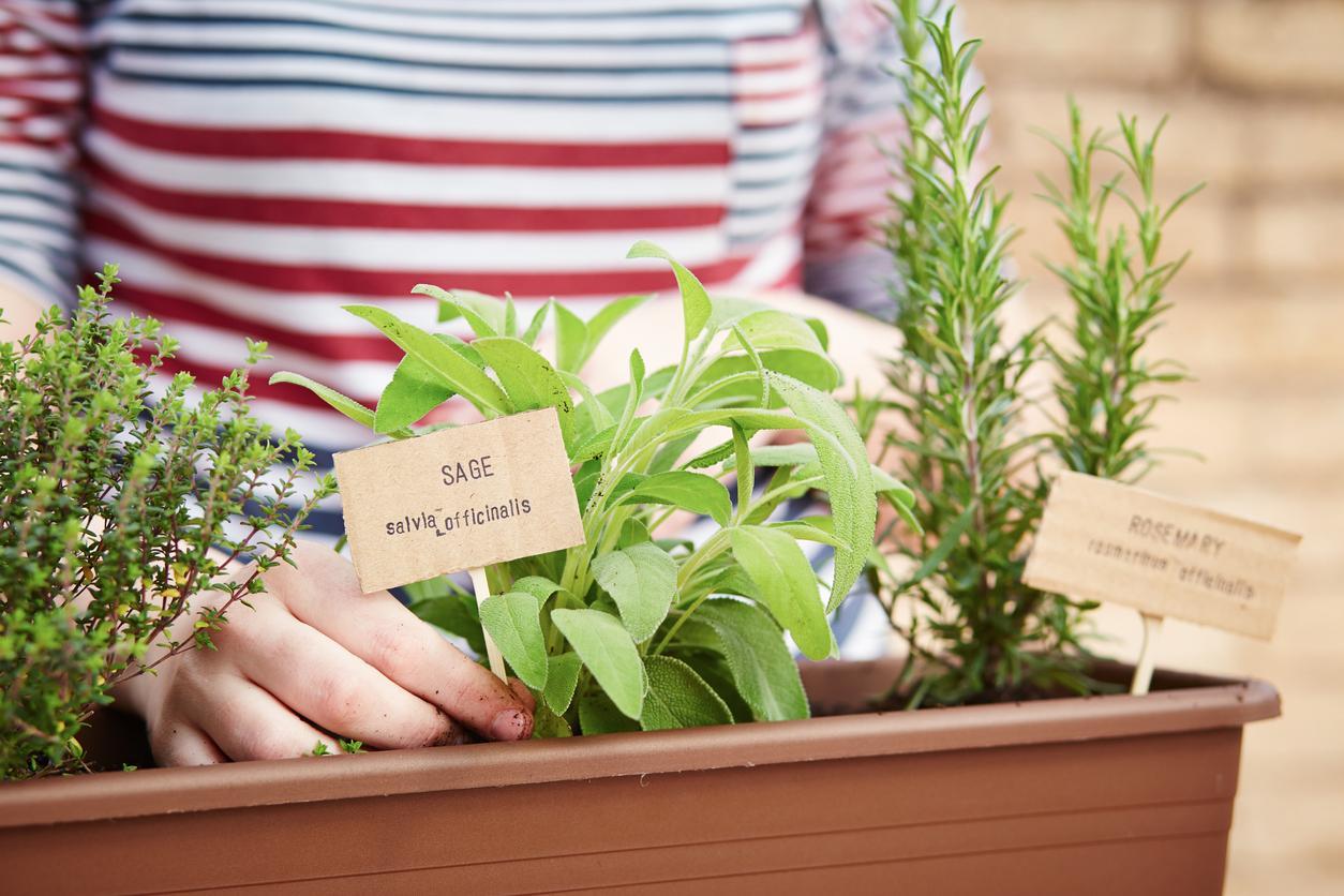 Discover How To Propagate Sage for a Vibrant and Flavorful Herb Collection